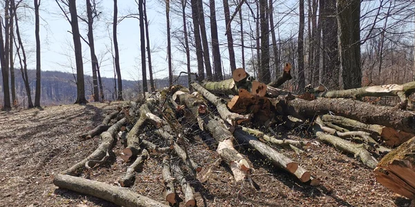 Arbori tăiaţi în zona Dobrovăţ
