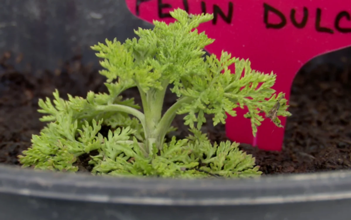
    „Artemisia annua”,  cunoscută ca  pelinul dulce   