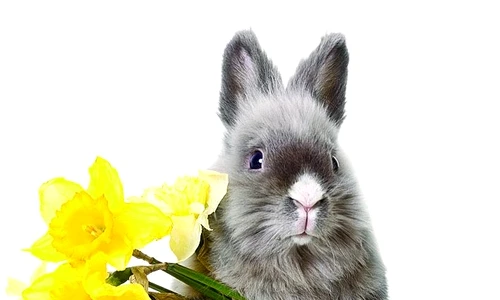 1 47246 original jpg jpeg