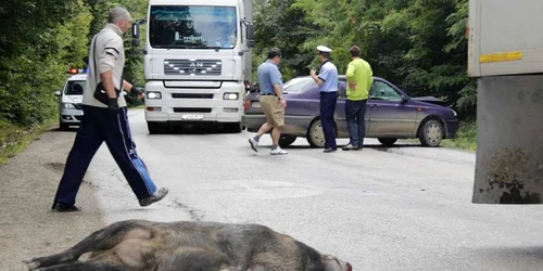 Porcul mistreţ  care a provocat accidentul a murit pe loc