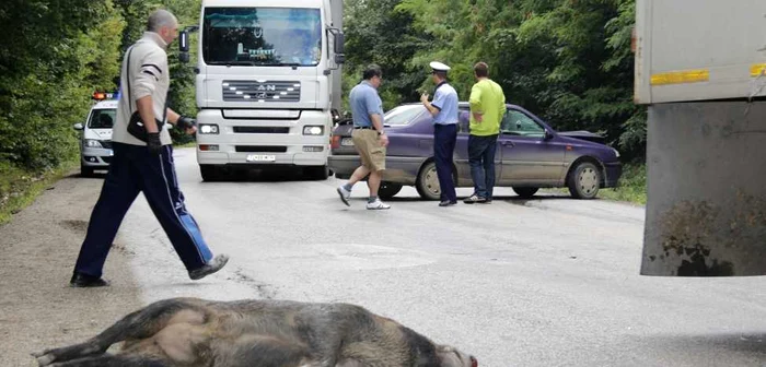 Porcul mistreţ  care a provocat accidentul a murit pe loc