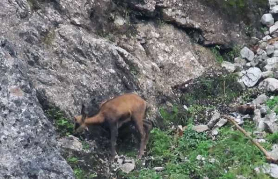 Micul animal sălbatic, filmat în mediul său natural