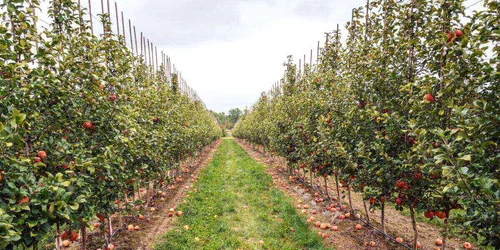 Află acum ce unelte te vor ajuta să îți îngrijești livada! jpg