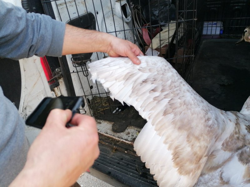 Lebădă mutilată în Maramureș, probabil pentru a fi ținută captivă. Poliția animalelor îi caută pe făptași