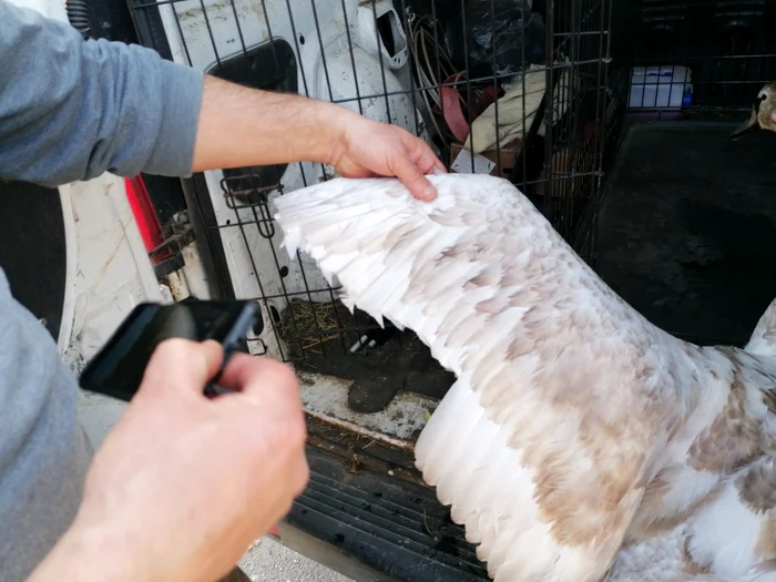 Puiului de lebădă i-au fost tăiate penele de la aripi  FOTO Garda de Mediu Maramures