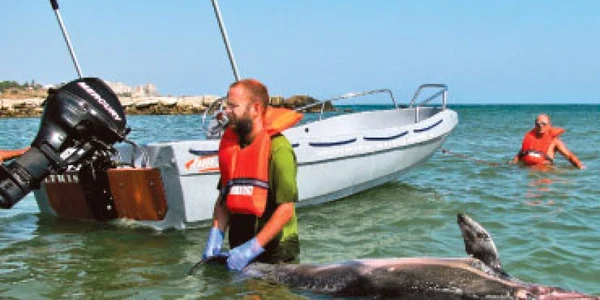 Specialişti în explorări marine: delfinii mor în Marea Neagră din cauza sonarelor militare