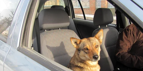 caine masina Alba Iulia