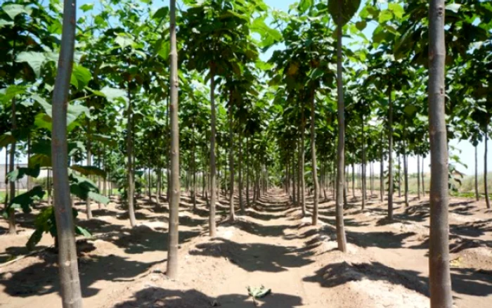 CEO vrea să planteze Paulownia tomentosa, în zonele care vor fi redate circuitului silvic
