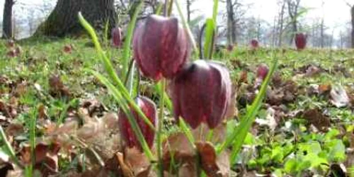 Bistriţa: Laleaua pestriţă moare în mâinile bistriţenilor