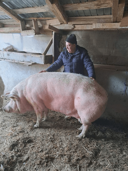 Marcel, cel mai mare porc din România, a fost sacrificat la Craiova. „Marele Alb” cântărea peste 700 kilograme