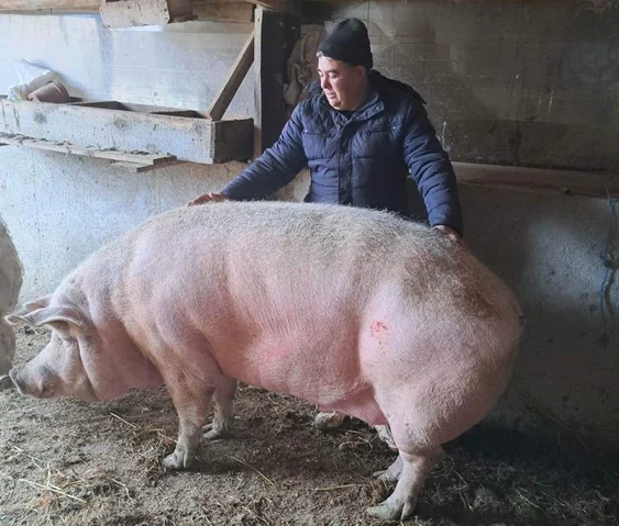 Marcel, cel mai mare porc din România FOTO / Ana Popescu