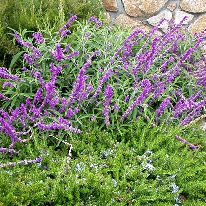 
    Ce beneficii are rozmarinul  