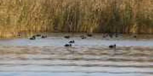 Păsările nu mai sunt în siguranţă în Delta Dunării