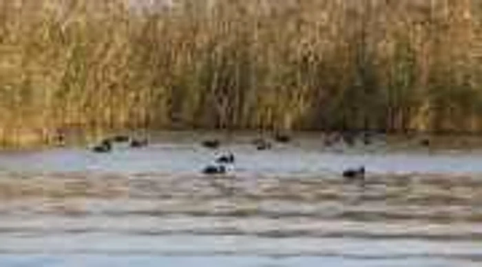 Păsările nu mai sunt în siguranţă în Delta Dunării