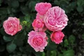 pasja1000 roses 3481982 1280 jpg