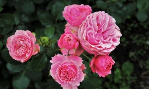 pasja1000 roses 3481982 1280 jpg