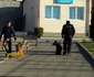 caini de serviciu la jandarmeria mehedinti FOTO Corina Macavei