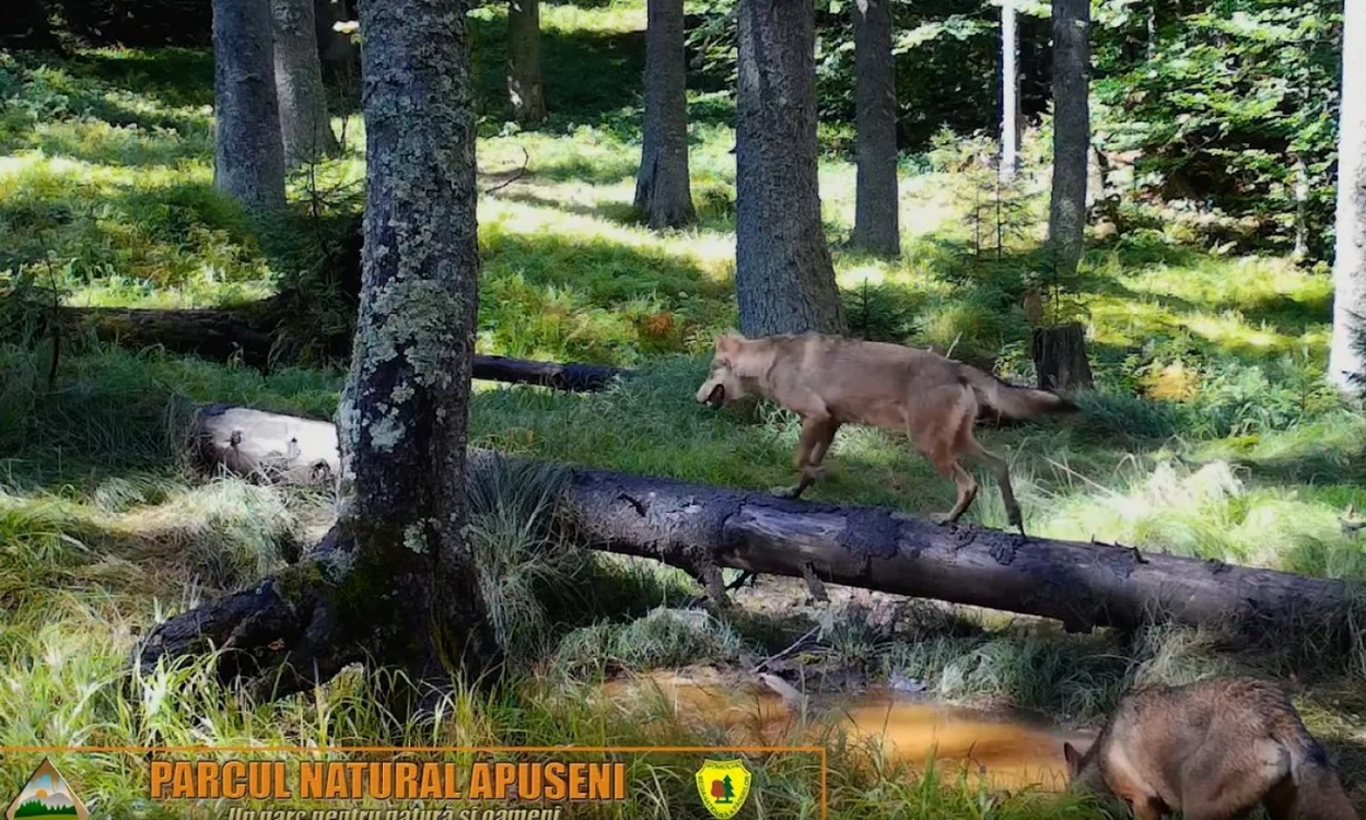 Lup surpins în mediul său natural. Foto: captură video Facebook