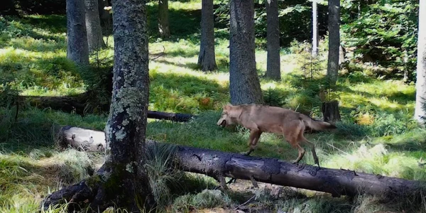 lupi apuseni