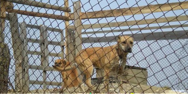 Familia nu regretă moartea câinilor