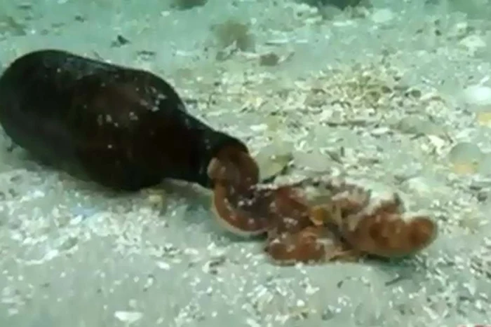 
    Cum iese caracatița din sticlă  