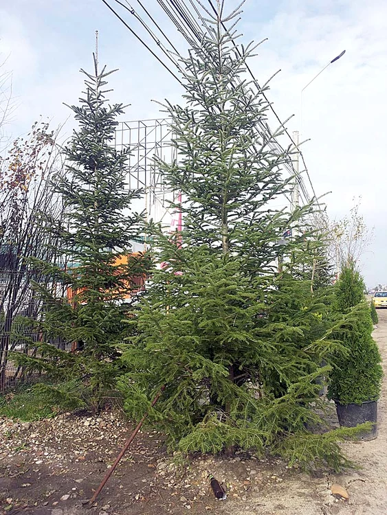 Pe DN1 se vând brazi naturali