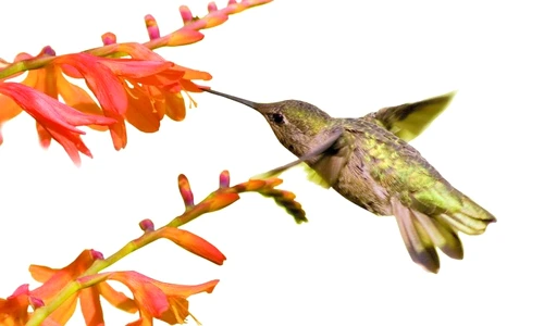 1 46298 original jpg jpeg