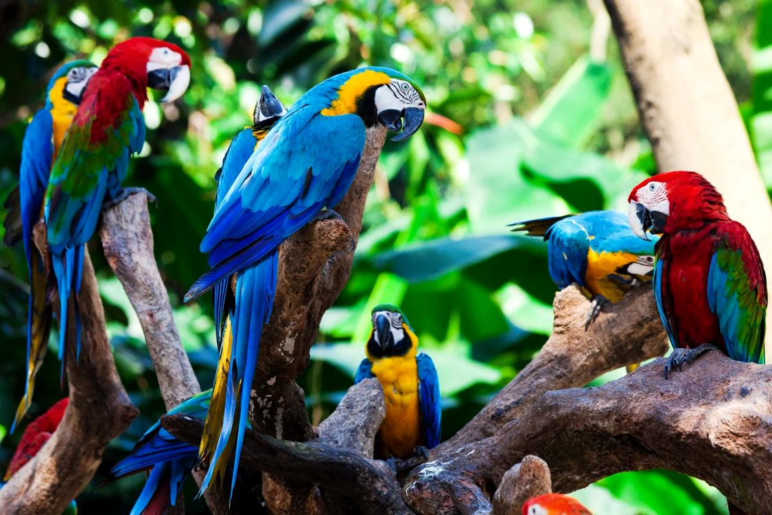 Amazon Birds jpg jpeg