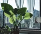 2 shutterstock 1689031372 colocasia jpg jpeg