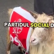 capra cu sigla psd jpeg