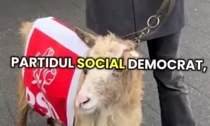 capra cu sigla psd jpeg