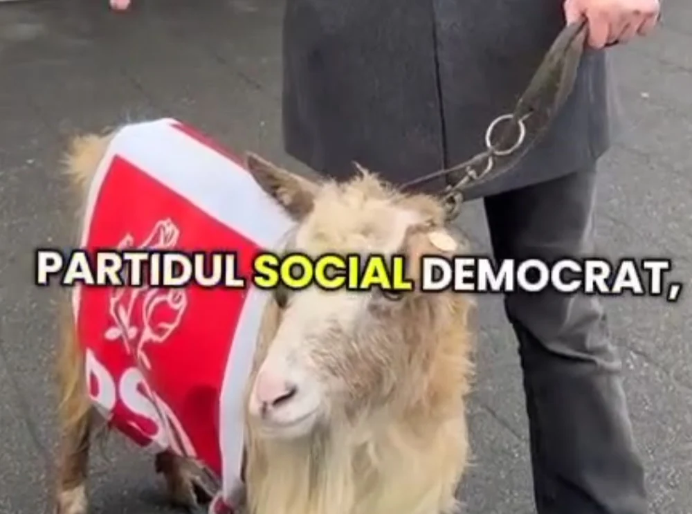 Protest neobișnuit în Baia Mare: Un deputat AUR a adus o capră îmbrăcată cu sigla PSD în fața primăriei: „Ei sunt cei vinovați”