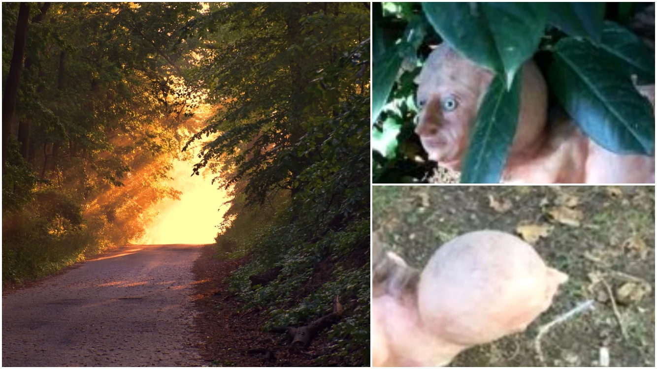 Animalul cu chip de om a înfrișocat pe toată lumea