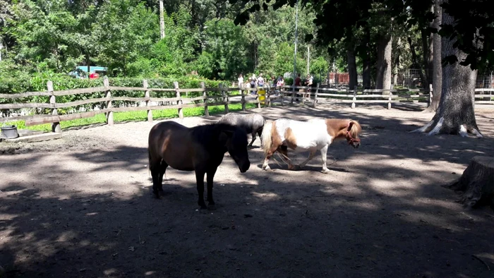 Grădina Zoologică din Timişoara FOTO Ş.Both