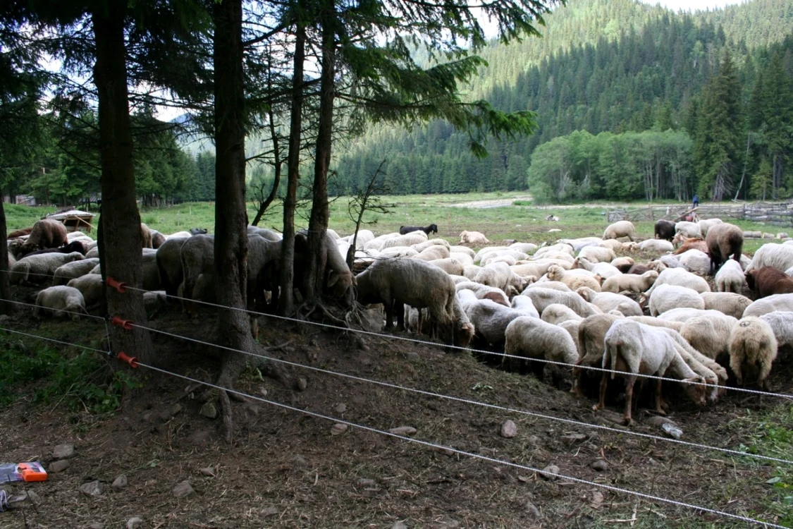 garduri electric stana