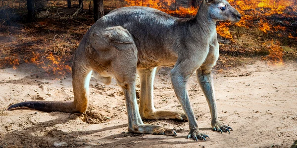 incendii vegetatie australia jpg