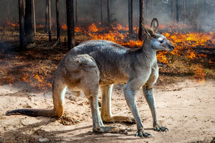 Incendiile de vegetație din Australia au afectat grav cangurii și urșii koala. FOTO Shutterstock