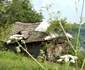 Meisoare Pucheni