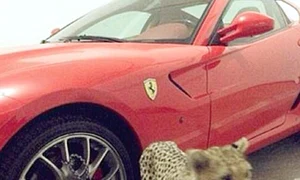 Aşa se priponeşte bestia de roata Ferrariului  jpeg