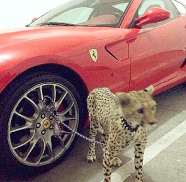 Aşa se priponeşte bestia de roata Ferrariului 