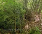 Țigări de contrabandă găsite ascunse în pădure Foto: Poliția de Frontieră jpg