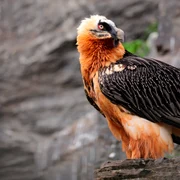 Zăgan  Foto Bearded Vulture LIFE jpg