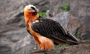 Zăgan Foto Bearded Vulture LIFE jpg