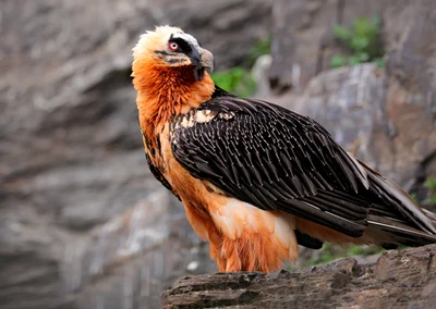 Zăgan  Foto Bearded Vulture LIFE jpg