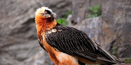 Zăgan Foto Bearded Vulture LIFE jpg