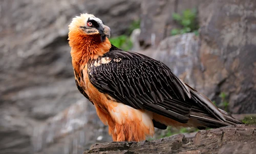 Zăgan Foto Bearded Vulture LIFE jpg