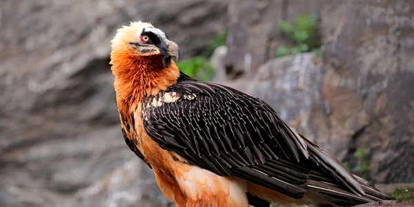 Zăgan  Foto Bearded Vulture LIFE jpg