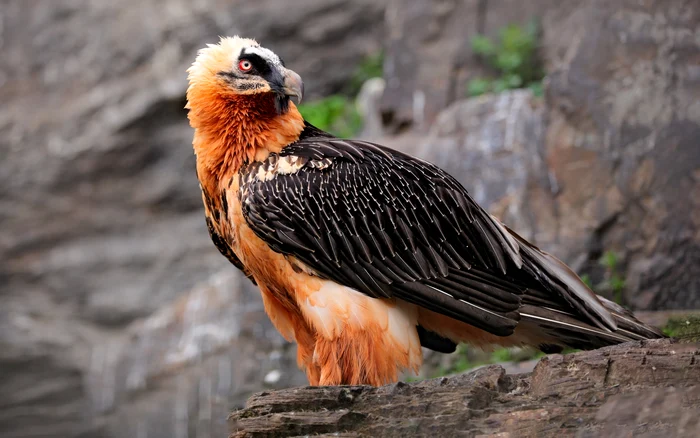 Zăgan. Foto: Beard Vulture LIFE