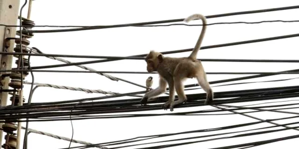 Macac mergand pe cabluri in Thailanda FOTO EPA