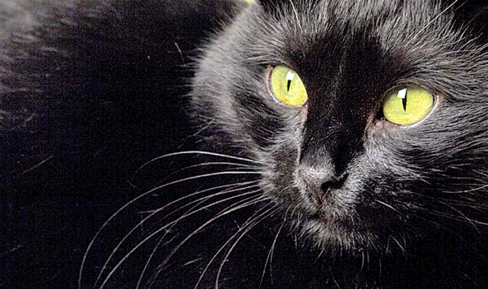 3. Tommasso 13 milioane $